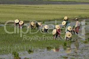 ASIA MYANMAR NYAUNGSHWE RICE FIELD