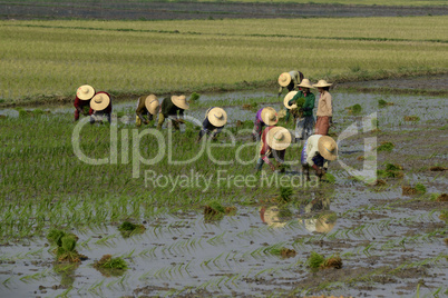 ASIA MYANMAR NYAUNGSHWE RICE FIELD