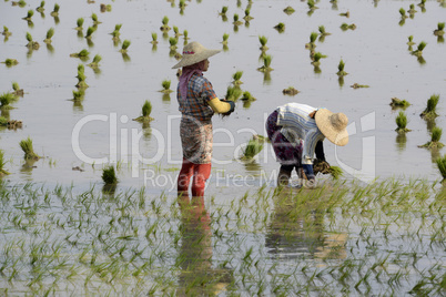 ASIA MYANMAR NYAUNGSHWE RICE FIELD