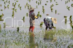 ASIA MYANMAR NYAUNGSHWE RICE FIELD