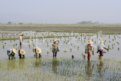 ASIA MYANMAR NYAUNGSHWE RICE FIELD