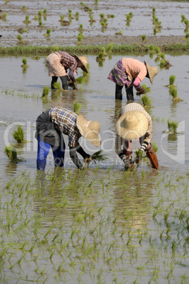 ASIA MYANMAR NYAUNGSHWE RICE FIELD