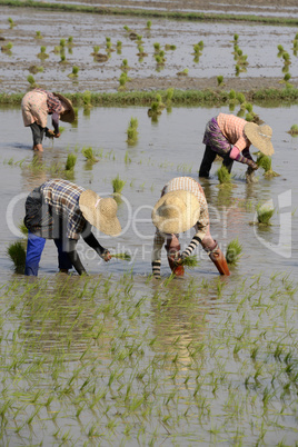 ASIA MYANMAR NYAUNGSHWE RICE FIELD