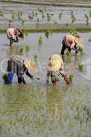 ASIA MYANMAR NYAUNGSHWE RICE FIELD