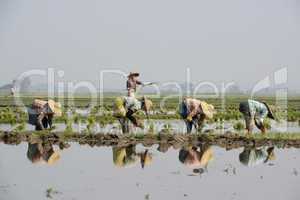 ASIA MYANMAR NYAUNGSHWE RICE FIELD