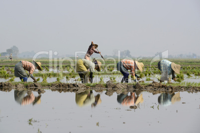 ASIA MYANMAR NYAUNGSHWE RICE FIELD