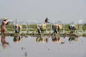 ASIA MYANMAR NYAUNGSHWE RICE FIELD