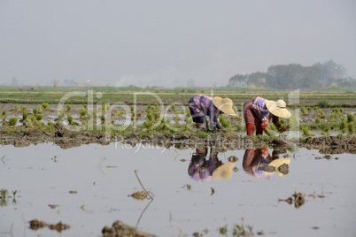 ASIA MYANMAR NYAUNGSHWE RICE FIELD