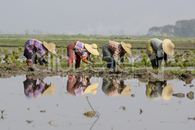 ASIA MYANMAR NYAUNGSHWE RICE FIELD