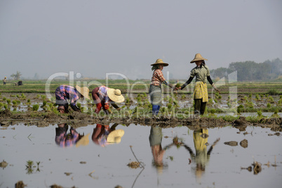 ASIA MYANMAR NYAUNGSHWE RICE FIELD