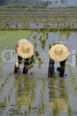 ASIA MYANMAR NYAUNGSHWE RICE FIELD