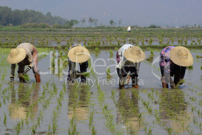 ASIA MYANMAR NYAUNGSHWE RICE FIELD