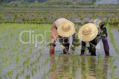 ASIA MYANMAR NYAUNGSHWE RICE FIELD