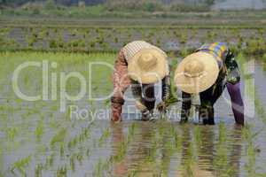 ASIA MYANMAR NYAUNGSHWE RICE FIELD