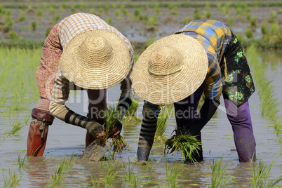 ASIA MYANMAR NYAUNGSHWE RICE FIELD