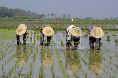 ASIA MYANMAR NYAUNGSHWE RICE FIELD