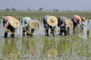 ASIA MYANMAR NYAUNGSHWE RICE FIELD