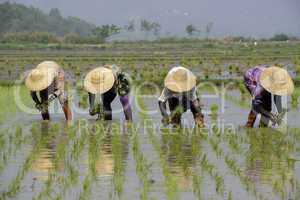 ASIA MYANMAR NYAUNGSHWE RICE FIELD