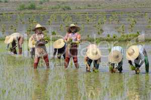 ASIA MYANMAR NYAUNGSHWE RICE FIELD