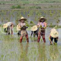 ASIA MYANMAR NYAUNGSHWE RICE FIELD