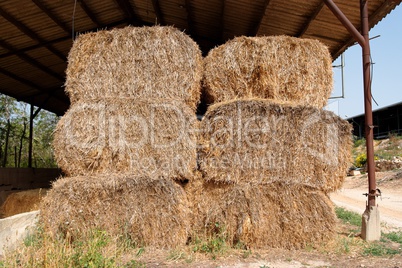 Haystacks at the agricultural farm stored for animal feed