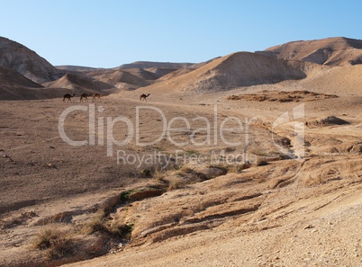 Desert landscape near the Dead Sea with herd of camels