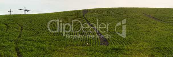 Green meadow hill