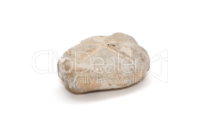 Fossilized sea urchin isolated on white background