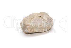 Fossilized sea urchin isolated on white background