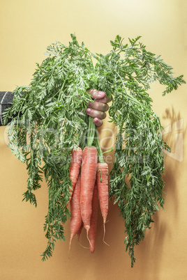 Carrots with leaves