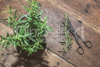 Rosemary twigs
