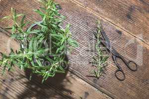 Rosemary twigs