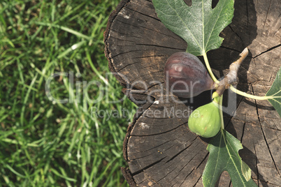 Figs and leaves on wood