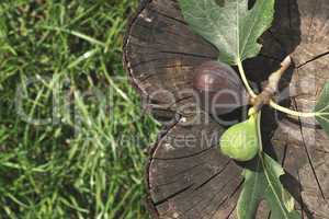 Figs and leaves on wood