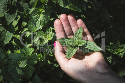 Hands hold mint leaves