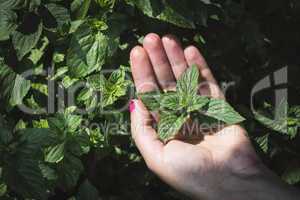 Hands hold mint leaves
