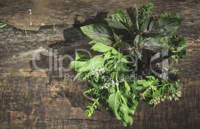 Fresh herbs in garden.