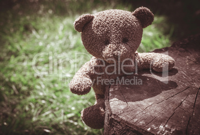 Teddy bear on the grass