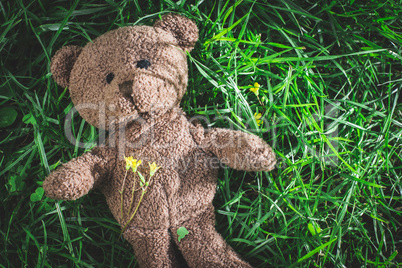 Teddy bear on the grass