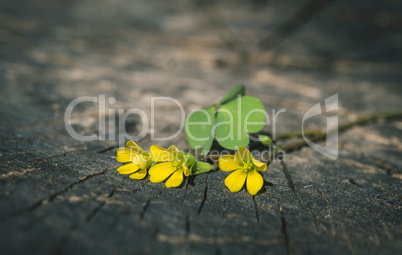 Yellow flowers on wood