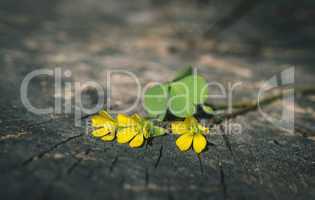 Yellow flowers on wood