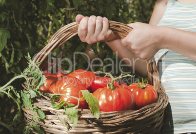 Picking tomatoes in basket