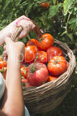Picking tomatoes in basket
