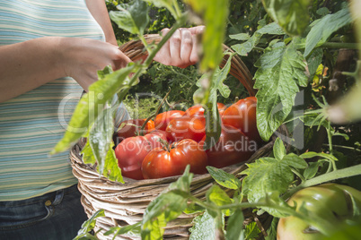 Picking tomatoes in basket