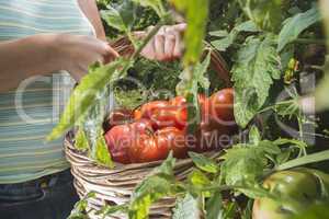 Picking tomatoes in basket