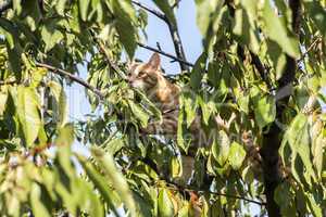 Cat on tree