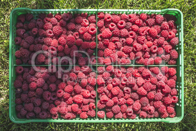 Raspberries in a green crate