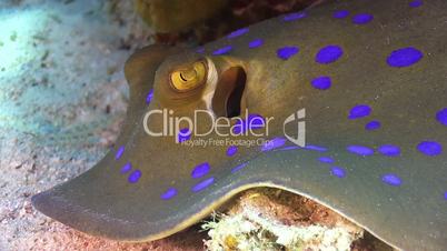 Blue Spotted Stingray on Coral Reef, underwater scene