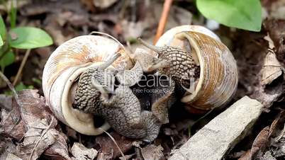 big snails in the wild