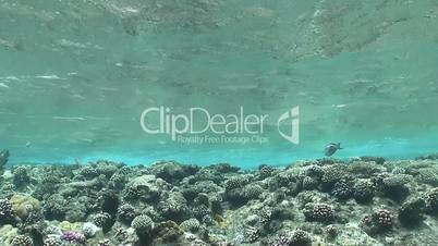 Waves of Sea Over the Coral Reef, view from underwater